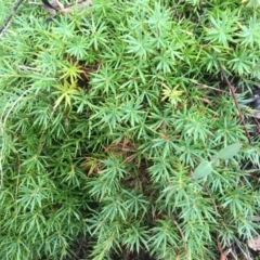 Acrotriche serrulata at Majura, ACT - 20 May 2015 08:22 AM