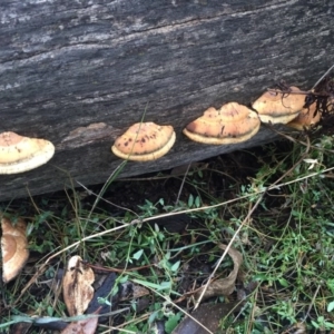 Truncospora ochroleuca at Watson, ACT - 20 May 2015