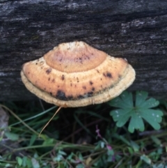 Truncospora ochroleuca at Watson, ACT - 20 May 2015