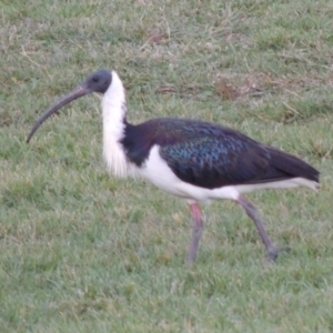 Threskiornis spinicollis at Gordon, ACT - 9 Apr 2015 07:09 PM