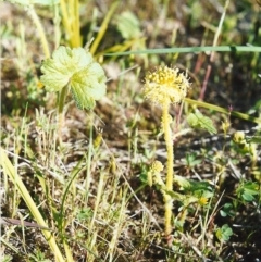 Hydrocotyle laxiflora (Stinking Pennywort) at Conder, ACT - 22 Oct 1999 by MichaelBedingfield