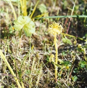 Hydrocotyle laxiflora at Conder, ACT - 22 Oct 1999 12:00 AM