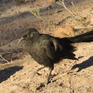 Corcorax melanorhamphos at Kambah, ACT - 30 Dec 2013 07:43 PM