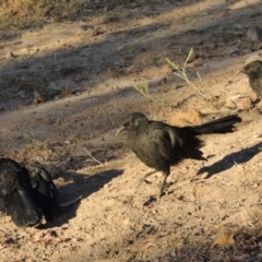 Corcorax melanorhamphos at Kambah, ACT - 30 Dec 2013 07:43 PM