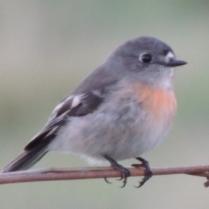 Petroica boodang at Paddys River, ACT - 12 Apr 2014