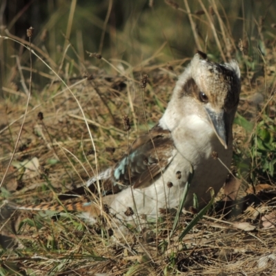 Dacelo novaeguineae (Laughing Kookaburra) at Rob Roy Range - 23 Sep 2014 by MichaelBedingfield