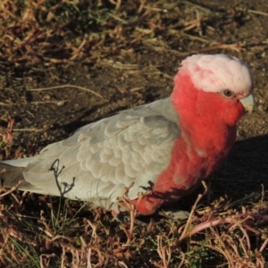 Eolophus roseicapilla at Gordon, ACT - 11 Apr 2015