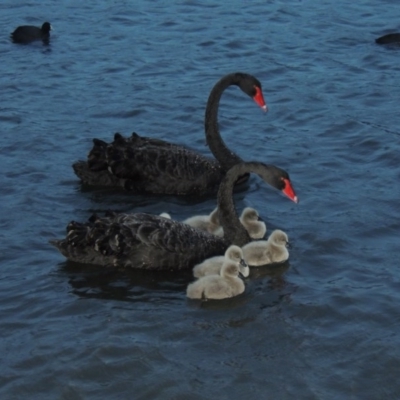 Cygnus atratus (Black Swan) at Greenway, ACT - 21 Apr 2015 by michaelb