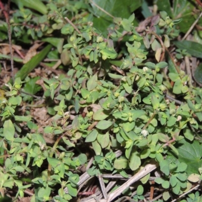 Euphorbia peplus (Petty Spurge) at Gordon, ACT - 21 May 2015 by MichaelBedingfield