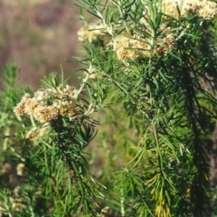 Cassinia aculeata subsp. aculeata (Dolly Bush, Common Cassinia, Dogwood) at Bonython, ACT - 23 Mar 2002 by michaelb