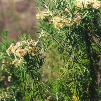 Cassinia aculeata subsp. aculeata (Dolly Bush, Common Cassinia, Dogwood) at Bonython, ACT - 23 Mar 2002 by michaelb