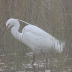 Egretta garzetta (Little Egret) at Lake Tabourie, NSW - 11 Jun 2014 by michaelb