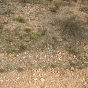 Laxmannia gracilis at O'Connor, ACT - 22 May 2015