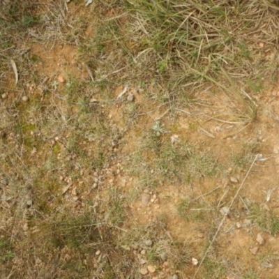 Laxmannia gracilis (Slender Wire Lily) at O'Connor, ACT - 22 May 2015 by MichaelMulvaney