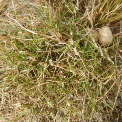 Laxmannia gracilis (Slender Wire Lily) at O'Connor, ACT - 22 May 2015 by MichaelMulvaney