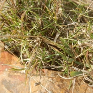 Laxmannia gracilis at O'Connor, ACT - 22 May 2015 01:25 PM