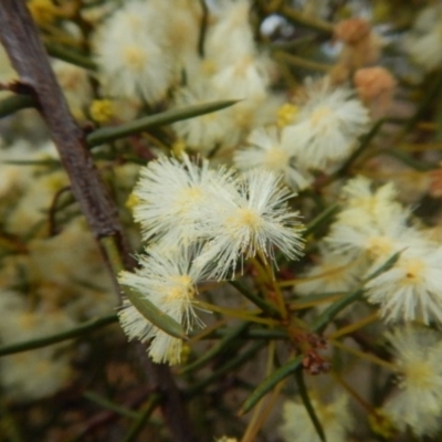 Acacia genistifolia (Early Wattle) at O'Connor, ACT - 22 May 2015 by MichaelMulvaney