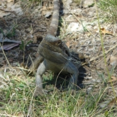 Pogona barbata (Eastern Bearded Dragon) at Red Hill, ACT - 27 Jan 2012 by MichaelMulvaney