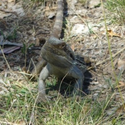 Pogona barbata (Eastern Bearded Dragon) at Red Hill, ACT - 28 Jan 2012 by MichaelMulvaney