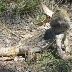 Pogona barbata at Red Hill, ACT - 28 Jan 2012