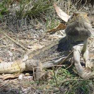 Pogona barbata at Red Hill, ACT - suppressed