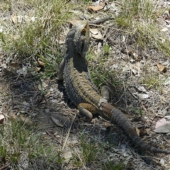 Pogona barbata at Red Hill, ACT - suppressed