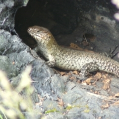 Egernia cunninghami (Cunningham's Skink) at Red Hill, ACT - 17 Nov 2012 by MichaelMulvaney
