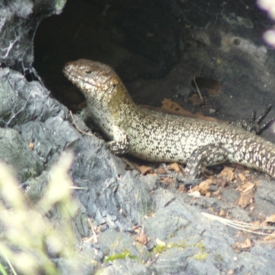 Egernia cunninghami (Cunningham's Skink) at Red Hill, ACT - 17 Nov 2012 by MichaelMulvaney