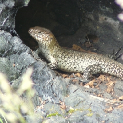 Egernia cunninghami (Cunningham's Skink) at Red Hill, ACT - 16 Nov 2012 by MichaelMulvaney