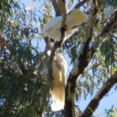 Cacatua galerita (Sulphur-crested Cockatoo) at Watson, ACT - 12 May 2014 by AaronClausen