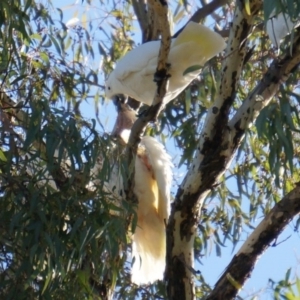 Cacatua galerita at Watson, ACT - 12 May 2014 12:00 AM