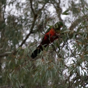 Alisterus scapularis at Watson, ACT - 1 Jun 2014 12:50 PM