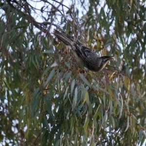 Anthochaera carunculata at Watson, ACT - 29 May 2014