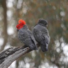 Callocephalon fimbriatum (Gang-gang Cockatoo) at Acton, ACT - 22 Sep 2018 by TimL