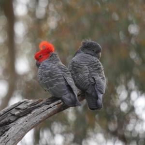 Callocephalon fimbriatum at Acton, ACT - suppressed