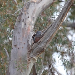 Callocephalon fimbriatum at Acton, ACT - suppressed