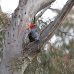 Callocephalon fimbriatum at Acton, ACT - suppressed