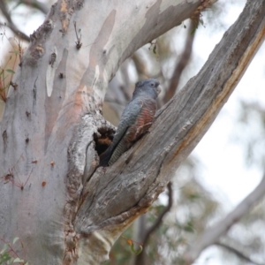 Callocephalon fimbriatum at Acton, ACT - suppressed