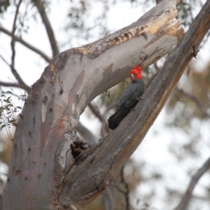 Callocephalon fimbriatum at Acton, ACT - suppressed