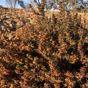 Daviesia genistifolia at Wamboin, NSW - 23 Sep 2018