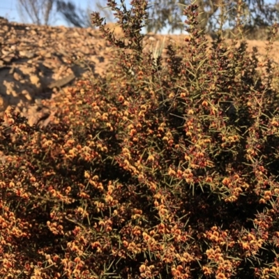 Daviesia genistifolia (Broom Bitter Pea) at Wamboin, NSW - 22 Sep 2018 by LSP