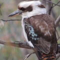 Dacelo novaeguineae (Laughing Kookaburra) at Tuggeranong Hill - 20 Sep 2018 by michaelb