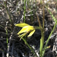 Diuris chryseopsis (Golden Moth) at Amaroo, ACT - 22 Sep 2018 by AaronClausen