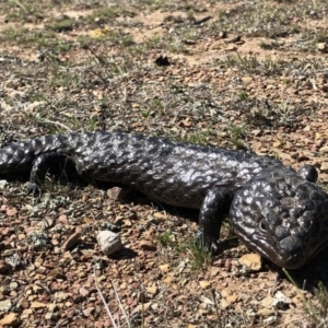 Tiliqua rugosa at Amaroo, ACT - 23 Sep 2018