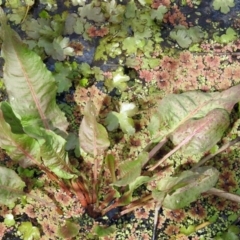 Rumex crispus (Curled Dock) at Jerrabomberra Wetlands - 22 Sep 2018 by RodDeb