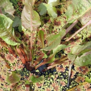 Rumex crispus at Fyshwick, ACT - 22 Sep 2018