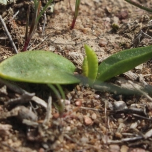 Ophioglossum lusitanicum at Gundaroo, NSW - 22 Sep 2018 12:45 PM