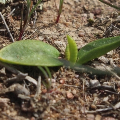 Ophioglossum lusitanicum (Adder's Tongue) at Mcleods Creek Res (Gundaroo) - 22 Sep 2018 by MaartjeSevenster
