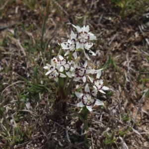 Wurmbea dioica subsp. dioica at Gundaroo, NSW - 22 Sep 2018