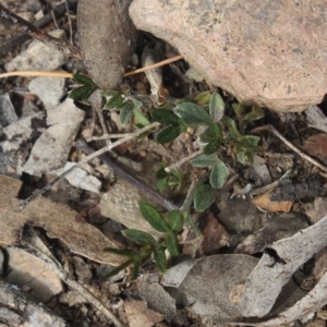 Glycine sp. at Gundaroo, NSW - 22 Sep 2018